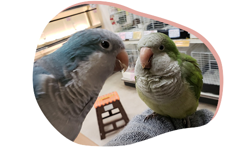 写真：インコとのふれあい